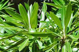 Image result for Breonadia