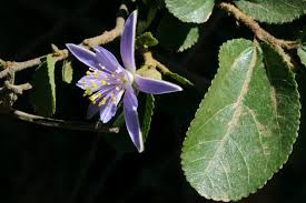 Image result for Grewia avellana