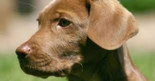 The silver lab is lively, fun and friendly. Mocho The Chocolate Lab Weimaraner Lab Mix Puppies Weimaraner Puppies Weimaraner Lab Mix Puppy