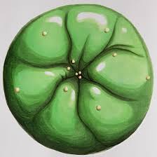 Get it as soon as tue, jan 12. A Friend Of Mine Commissioned A Lophophora Williamsii Peyote Drawing For His Gaming Profiles Thought Y All Might Be Like It As Well Cactus