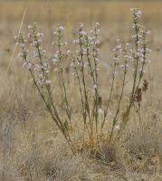 Image result for Silene kiwuensis