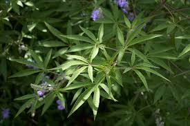 Image result for Vitex obovata