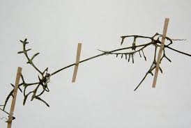 Image result for Kedrostis crassirostrata