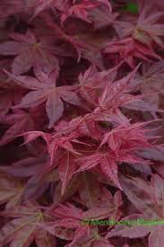We did not find results for: Japanese Maple Tree Varieties Page 6 Of 7 Mendocino Maples Nursery