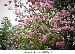 Image result for Tabebuia heterophylla