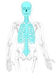 Bone is found in the shafts of long bone and consists of various cylindrical units named as haversian system 47. Blank Bone Diagram