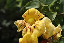 Image result for Markhamia lutea