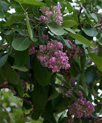 Image result for Philenoptera nelsii