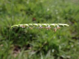 Image result for Urochloa brizantha