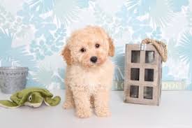 Maybe you would like to learn more about one of these? View Ad Poo Ton Puppy For Sale Near Florida Naples Usa Adn 72661