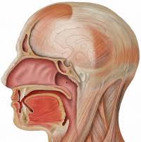 Learn more about head & neck cancer symptoms, diagnosis, risk factors, prognosis and outcomes at upmc hillman cancer center. Esmo 2016 Nivolumab Maintains Function And Reduces Symptoms In Relapsed Metastatic Head And Neck Cancer Ecancer