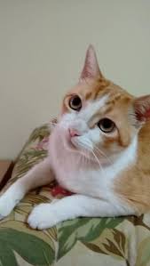 If You Are Happy And You Know It Say Meow Boyyoass How I Had To Die Over Some Macnuggets Funny Cat Compilation Funny Cats Cats