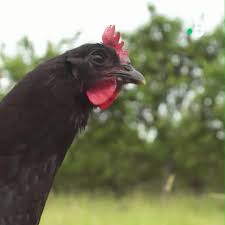 Retrouvez toutes les diffusions passées de ce programme sur la page replay france 5. France 5 Replay Silence Ca Pousse Facebook