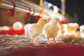 Do chickens lay eggs out of their anus? 6 Common Chicken Problems You Can Fight With Proper Nutrients Bentoli