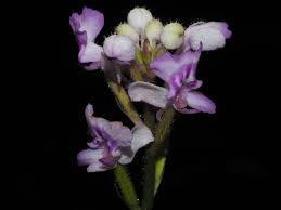 Image result for Cynorkis symoensii