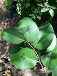 Image result for Metteniusaceae