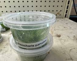 Image result for Phyllanthus parvulus