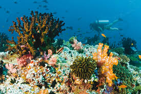 Scuba Diving In The Maldives The Maldives Expert
