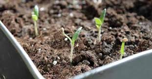 Image result for tomato seedling damping off