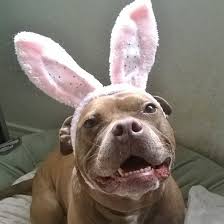 Maybe you would like to learn more about one of these? Richardson Animal Shelter Home Facebook