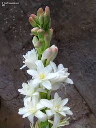 Image result for Polianthes tuberosa