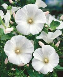 Rose Mallow Lavatera Trimestris White Flower Seeds Annual Etsy