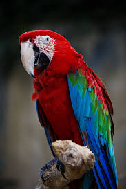 Animals In Bali Bird Park Bird Animals Amazon Birds
