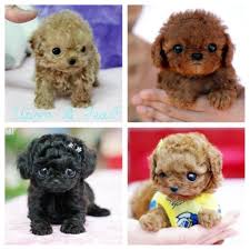 Teacup Poodles They Are So Adorable Teacupdogslist Teacupdogs Teacupbreeds Popularteacups Teacup Puppies Cute Dogs And Puppies Cute Baby Animals