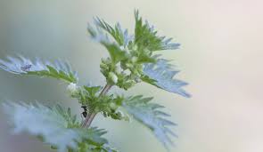 Image result for Urtica urens