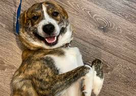 Please consult your veterinarian for the best recommendations for your pets. Welcome To Ashland Animal Hospital
