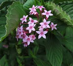 Image result for Oxyanthus pyriformis