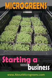 Starting A Microgreen Business Microgreens Growing Microgreens Organic Gardening