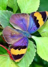 Mariposa Butterfly As Colors Inspiration Butterflies Nature Colorful 3colors Colours Beautiful Butterflies Butterfly Pictures Insects