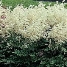 White Astilbe Flower Fiftyflowers Com Astilbe Flower White Flower Farm Shade Garden Plants