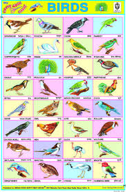 Birds Chart Hindi Poems For Kids English Classroom Learn