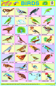 birds chart hindi poems for kids english classroom learn