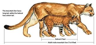 Bobcat Vs Lynx Google Search Mountain Lion Bobcat Large Cats
