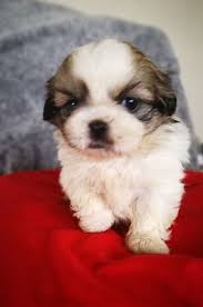 Pinterest Britaneiroberts Goruntuler Ile Shih Tzu Evcil Hayvanlar Kopek