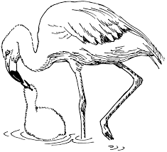 The coloring sheet beautifully captures a natural and serene scene of a flamingo drinking water from a lake. Flamingo Coloring Pages Best Coloring Pages For Kids