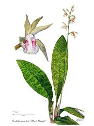 Image result for Eulophia calantha