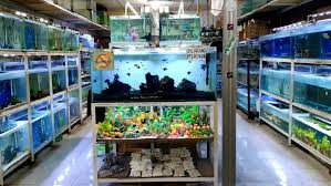 Botia juga merupakan ikan hias yang sangat disukai oleh para pecinta ikan hias. Tips Memulai Bisnis Ikan Hias Yang Perlu Kalian Ketahui Ikanesia Id