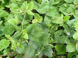 Image result for Vigna reticulata