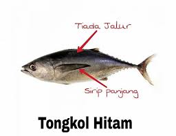 As is ikan in english? Rasa Tongkol Hitam Vs Tongkol Putih Korang Tahu Tak Facebook