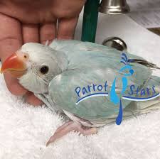 Maybe you would like to learn more about one of these? Indian Ringneck Parakeet Blue Lacewing