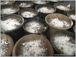 I've made eggshell powder before but i have a question? 7 Ways To Use Eggshells In The Garden Gardening For Beginners