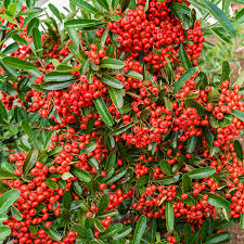 Image result for Pyracantha