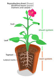 Parts Of A Plant Definitions Inspirational Plant Structure Information Fun Facts Science4fun In 2020 Plants Root System Parts Of A Plant