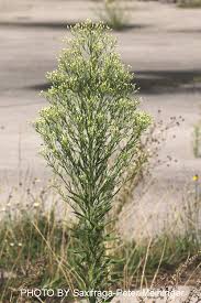 Image result for Erigeron sumatrensis