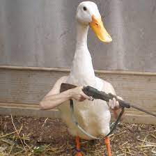 Birds With Human Hands Funny Animal Memes Funny Photoshop Animal Memes