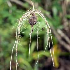Image result for Scleria bulbifera